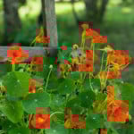 easy color flowers nasturtium