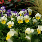 easy color flowers pansies