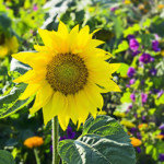 easy color flowers