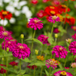 easy color flowers zinnias