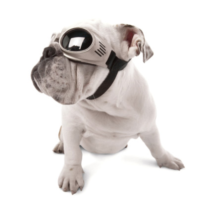 doggles-#6