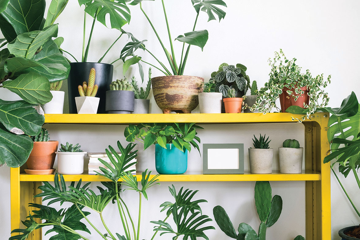 Get an InstagramReady Indoor Jungle San Diego Home/Garden Lifestyles