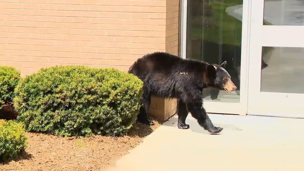 Wlos Bear Wanders Town