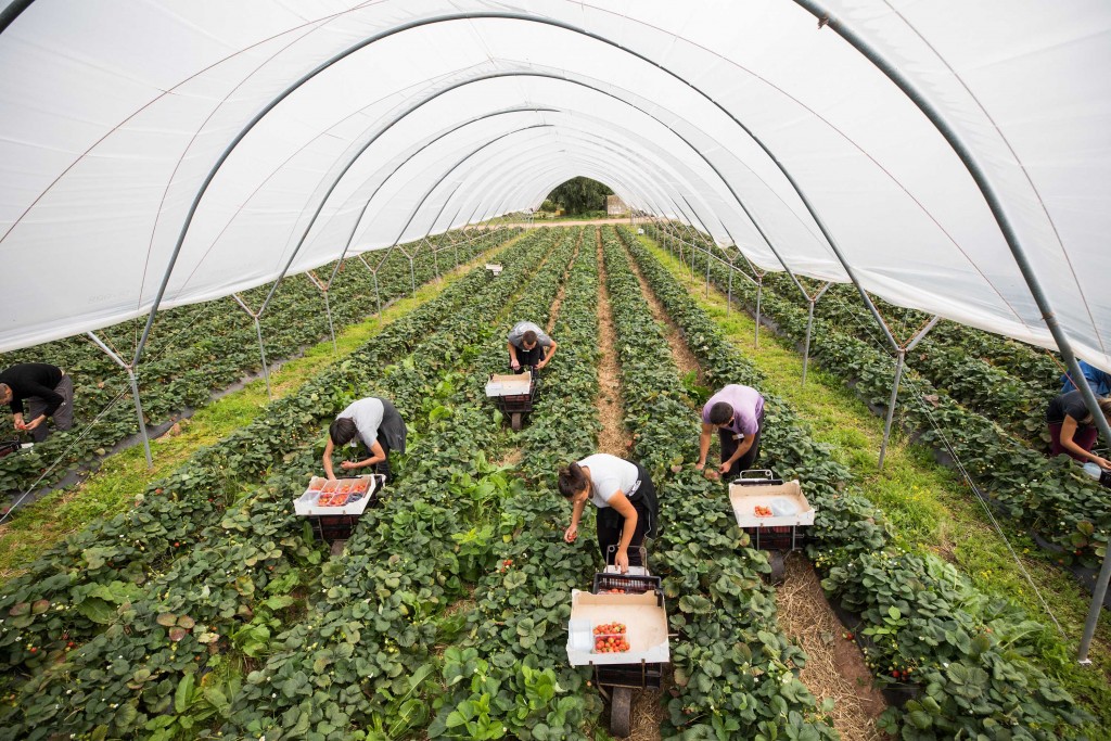 Brexit delivers on pay but takes away workers down at the farm