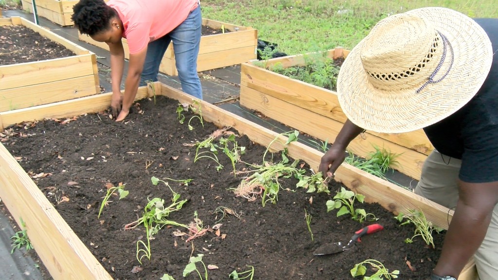 Community Garden
