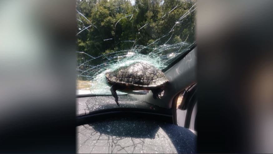 Turtle Windshield