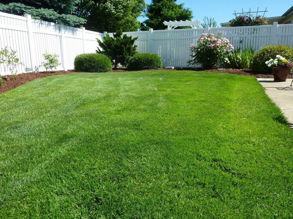 Back Yard 250890 1920
