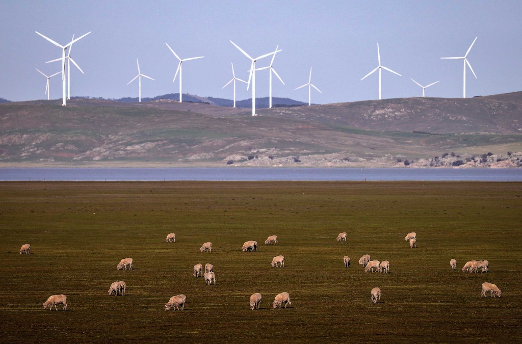 Sheep Graze In Front Of Wind Turbines On Lake George