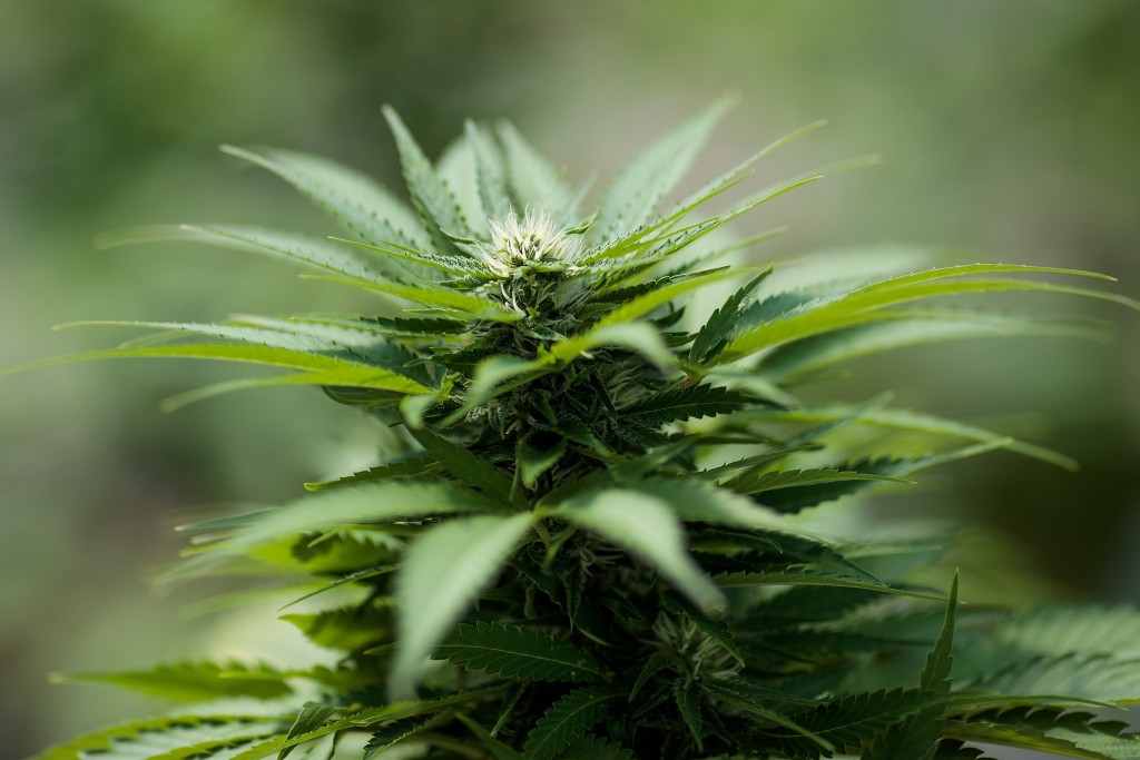 Marijuana Grow Near Albany For State's Legal Medical Marijuana Dispensaries