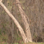 Local Arborist Discusses Impact Of Spring Storms