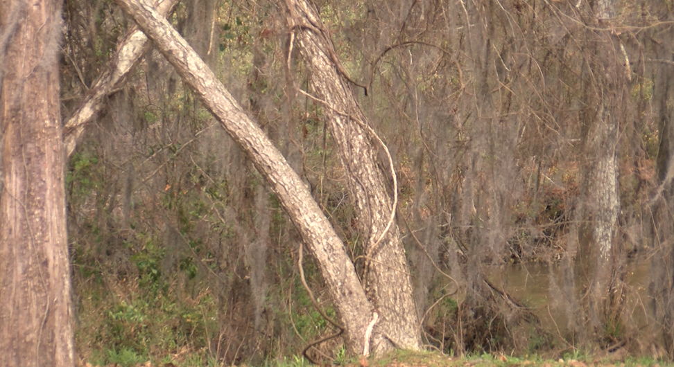 Local Arborist Discusses Impact Of Spring Storms