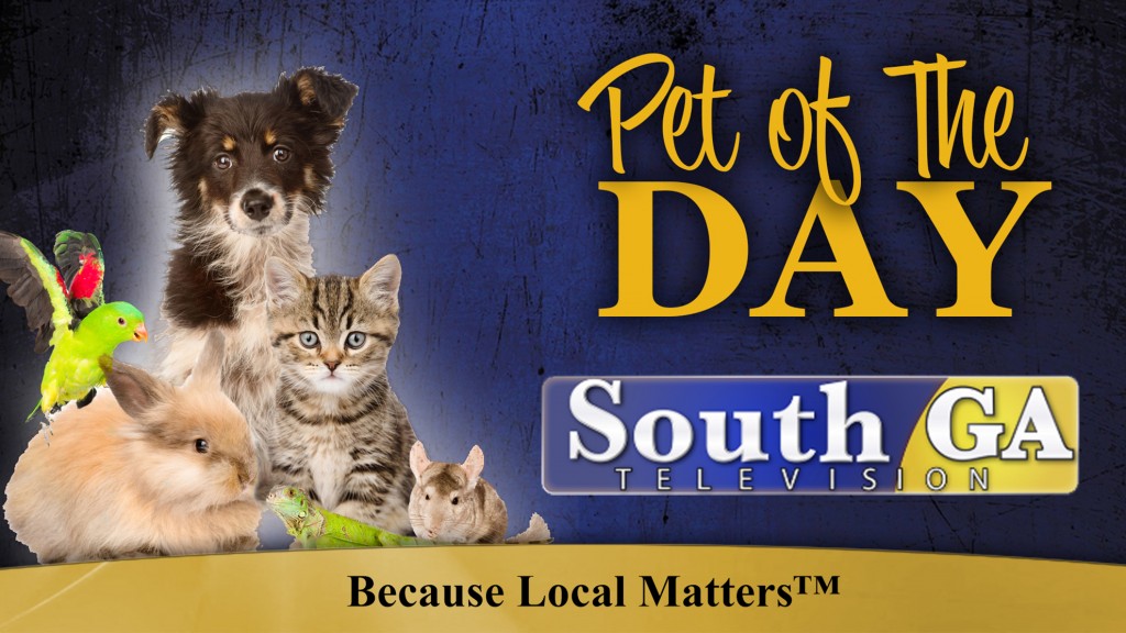 Pet Of The Day Soga