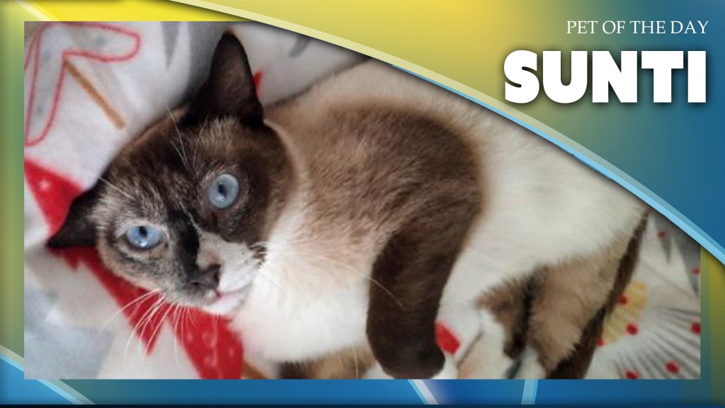 Pet Of The Day: Sunti