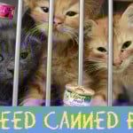 Kitties Need Food