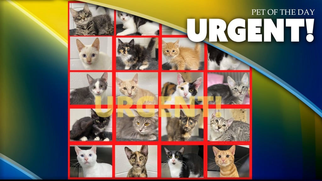 Urgent Kitties