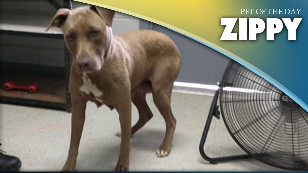 Zippy