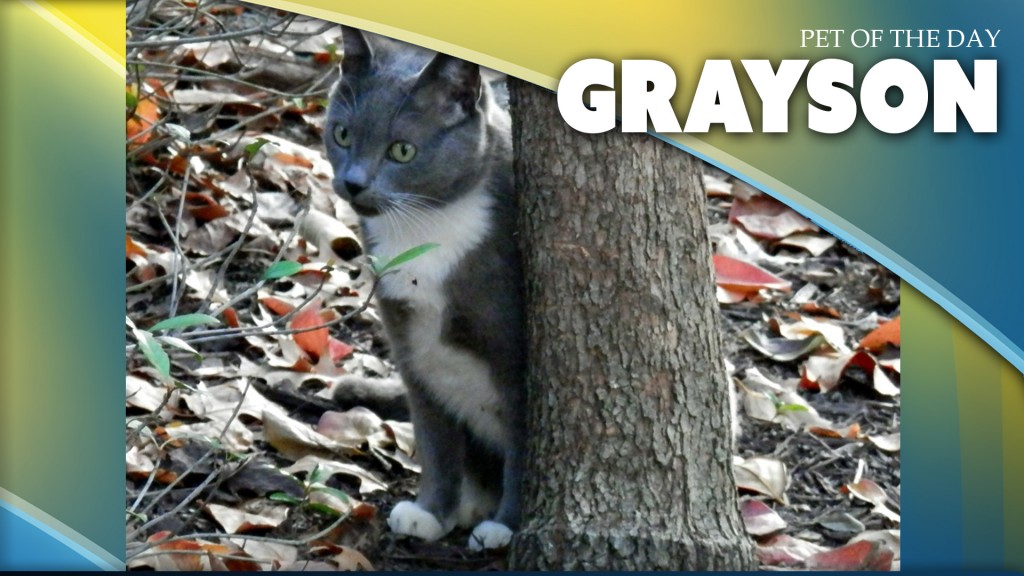 Grayson