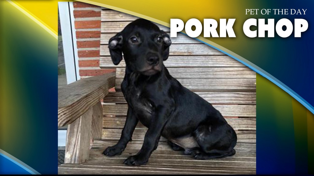 Pork Chop