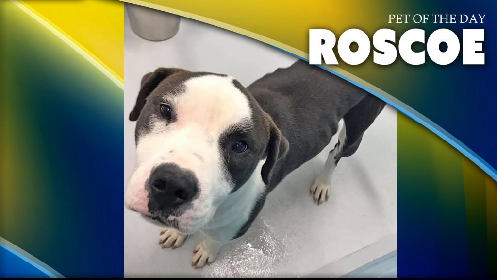 Roscoe