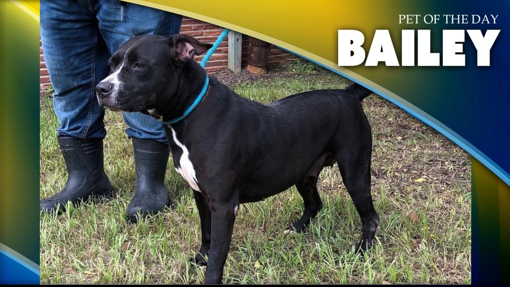 Bailey