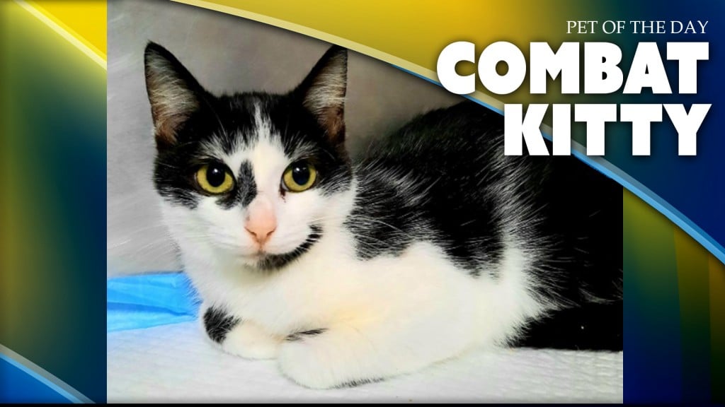 Combat Kitty