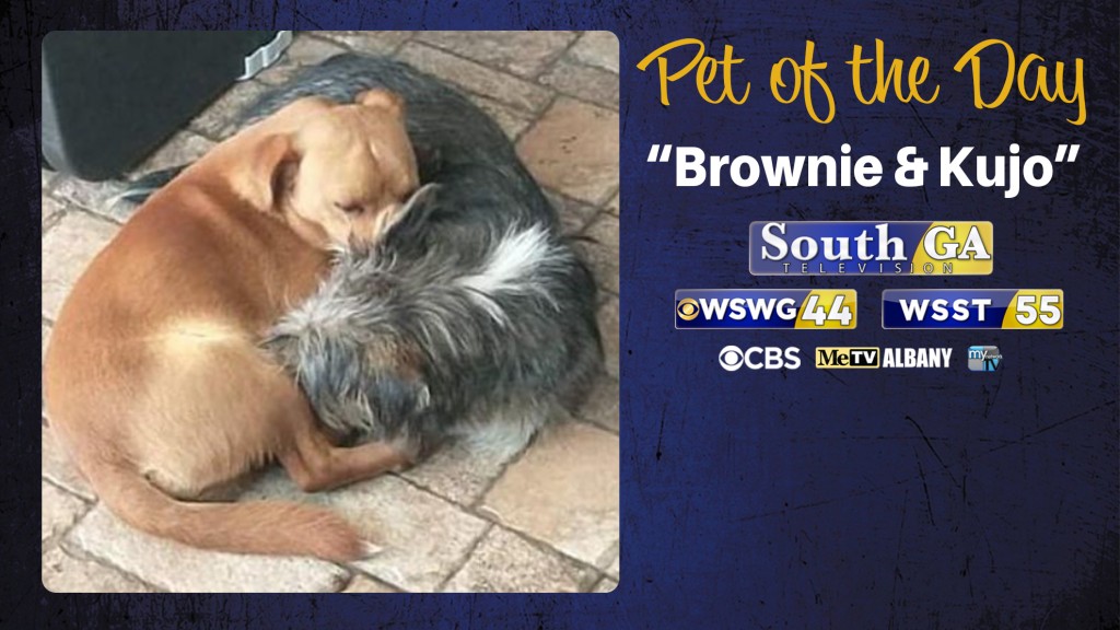Brownie And Kujo