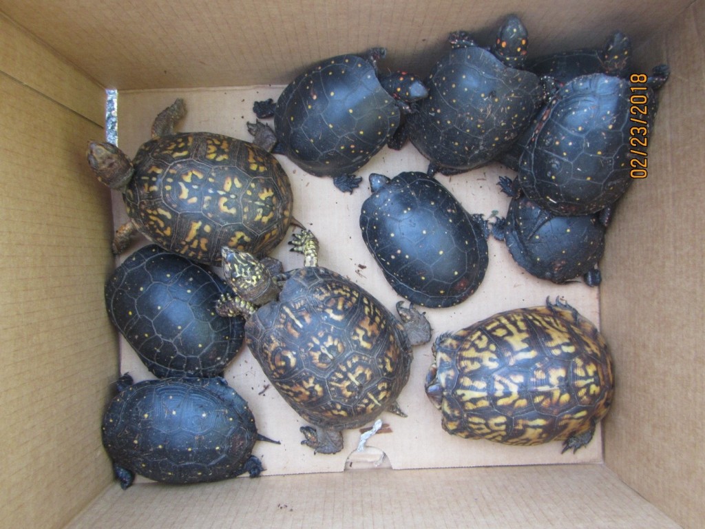 Rance Turtles