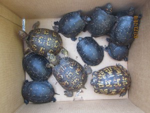 Rance Turtles