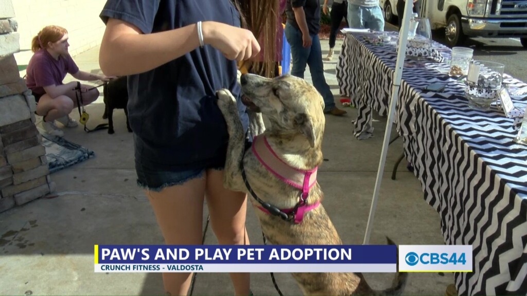 Paw's And Play Dog Adoption Event