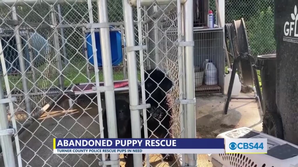 Turner Co. Police Take In Abandoned Puppies