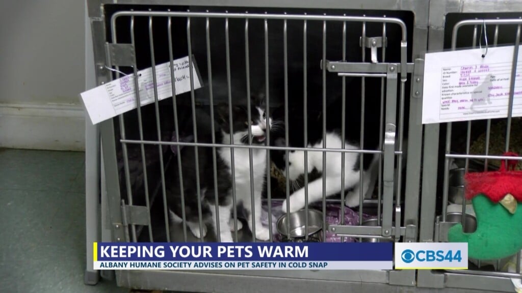 Albany Humane Society Advises On Pet Safety In Cold Snap