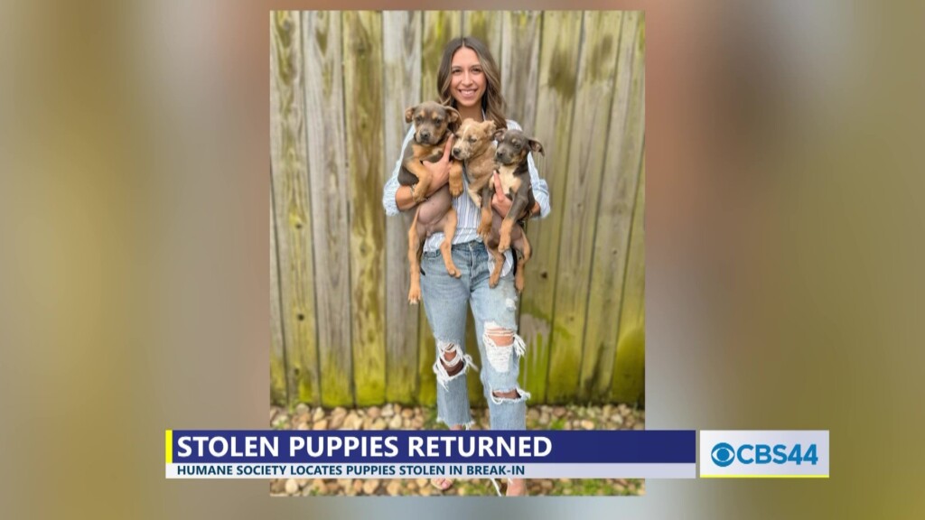 Stolen Puppies Returned, Investigation Continues