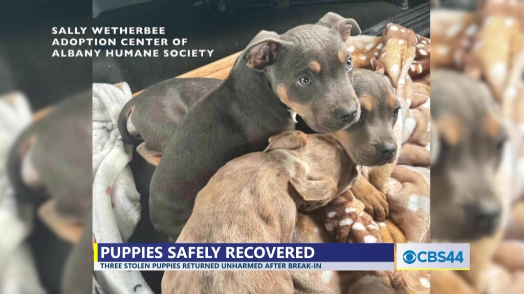 3 Puppies Stolen During Break In From Albany Humane Society Safely Returned