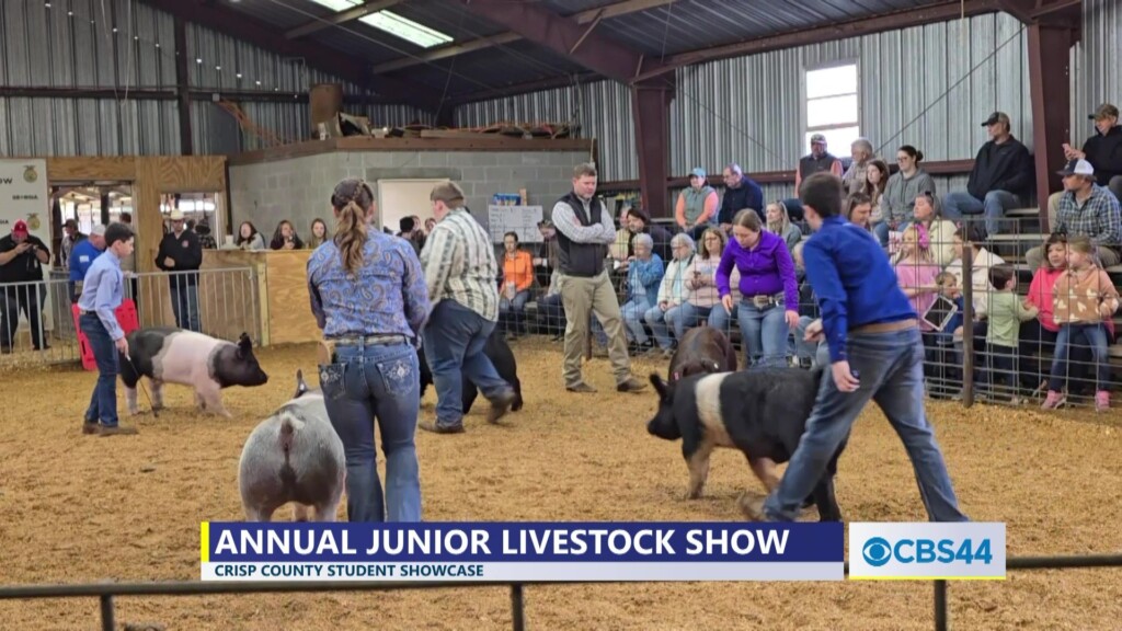 Crisp Co. 4 H And Ffa Students Showcase Finest Steers, Heifers, And Hogs At Annual Junior Livestock Show