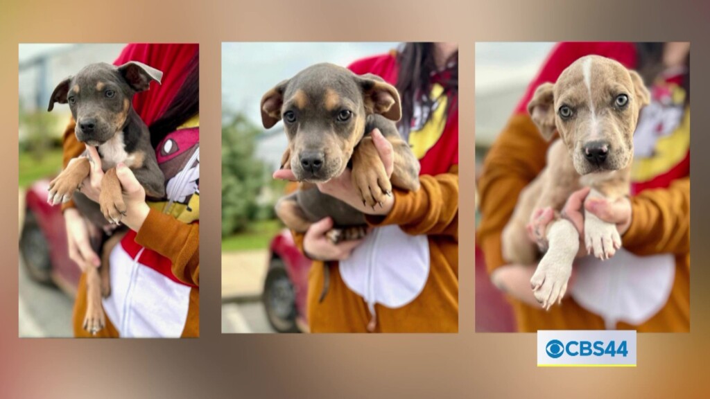 3 Puppies And Hundreds In Donations Stolen During Albany Humane Society Break In