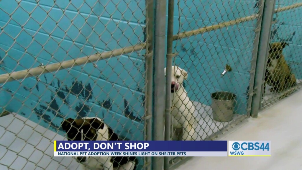 Deandra National Pet Adoption Week