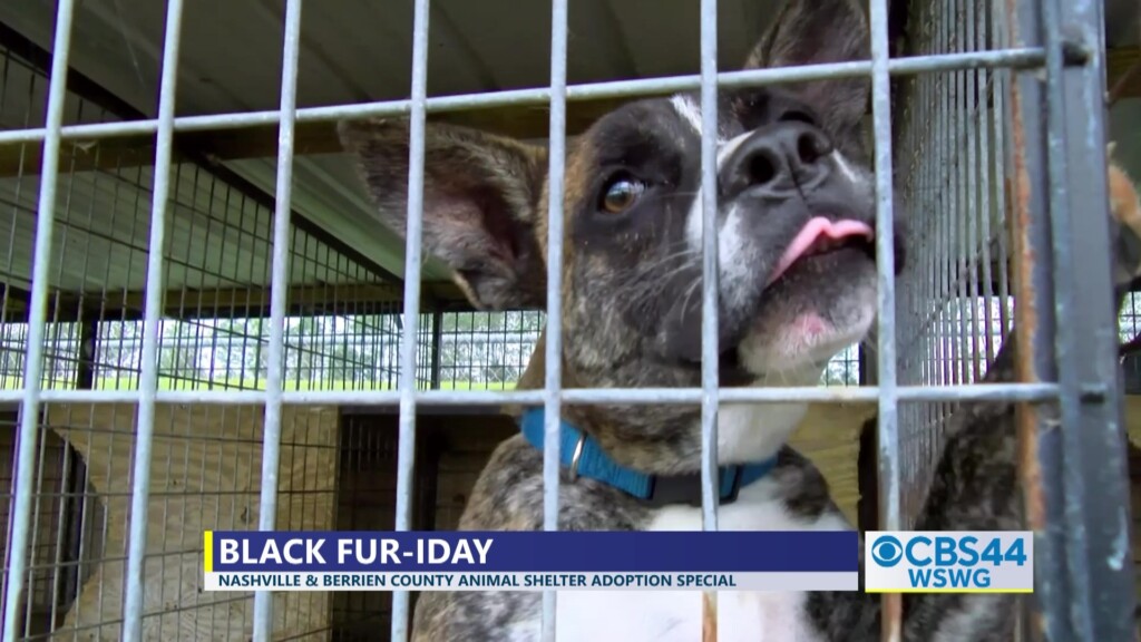 Deandra Berrien Co Nashville Animal Shelters Black Fur Iday Preview Pkg