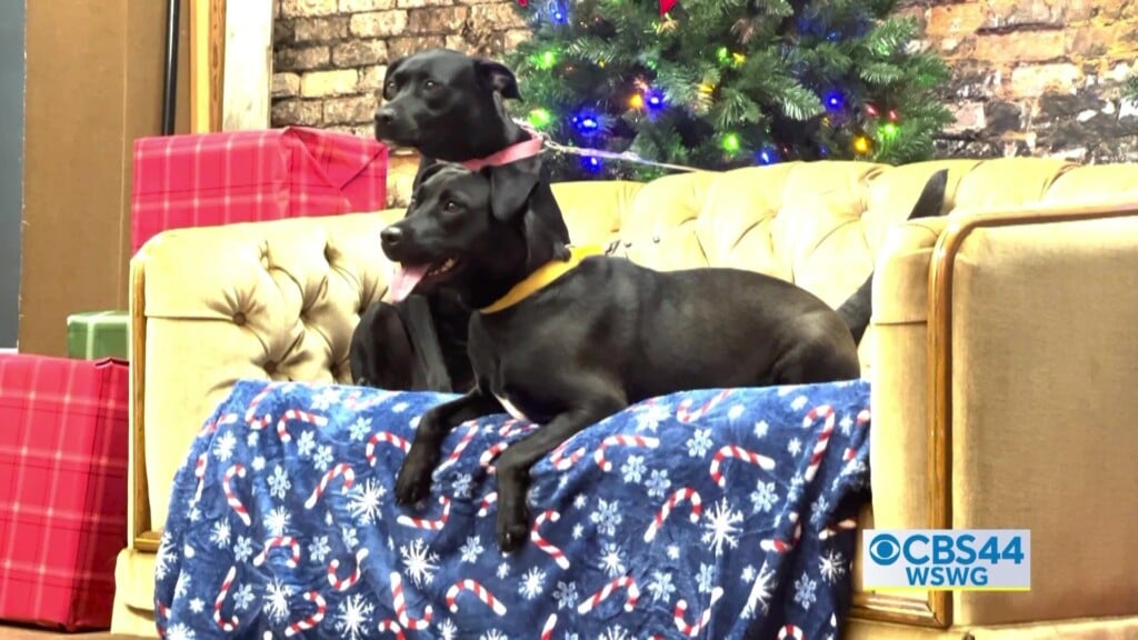 Cole Tift Animal Rescue Pet Portait Fundraiser Pkg