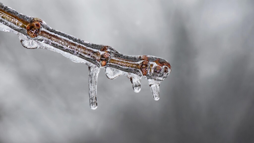 Ice Branch Fullscreenbg Frame At 0m0s