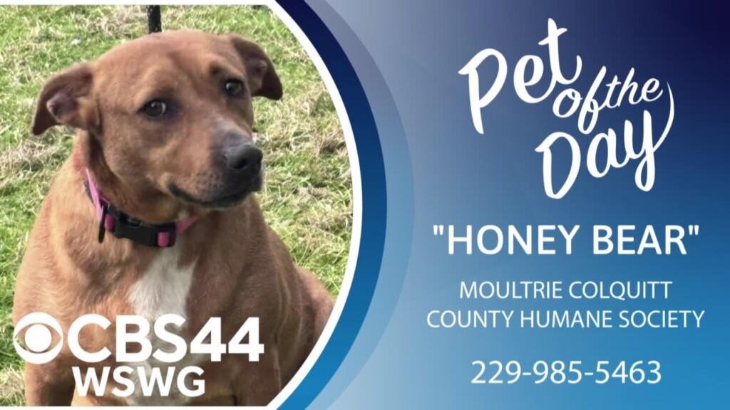 Potd Honey Bear 2 11 25