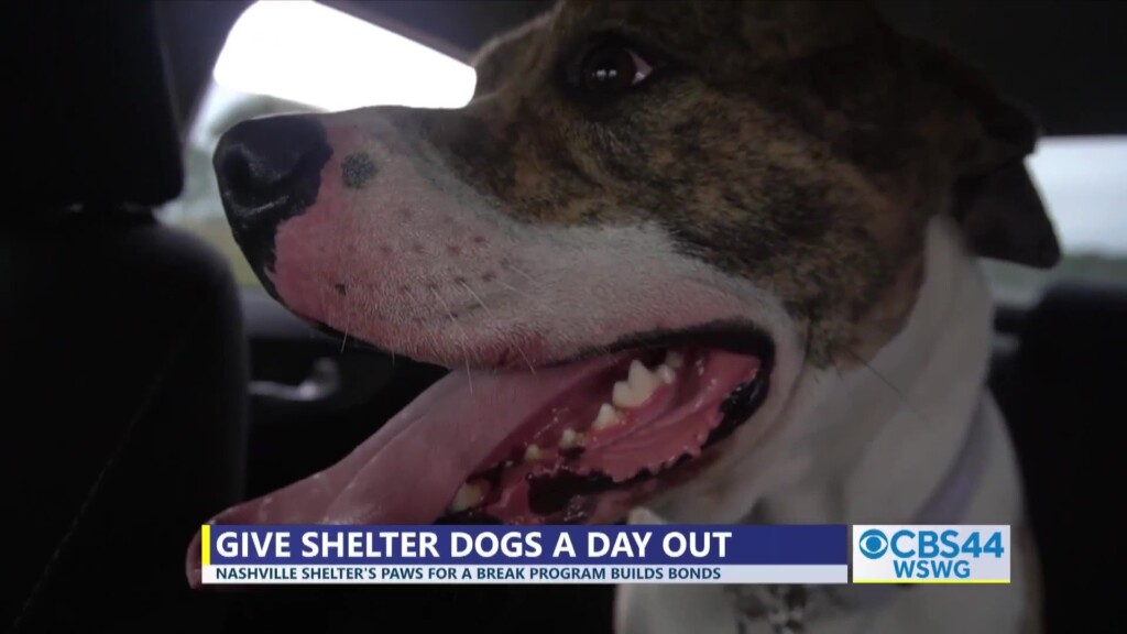 Gabe Nashville Animal Shelter Paws For A Break