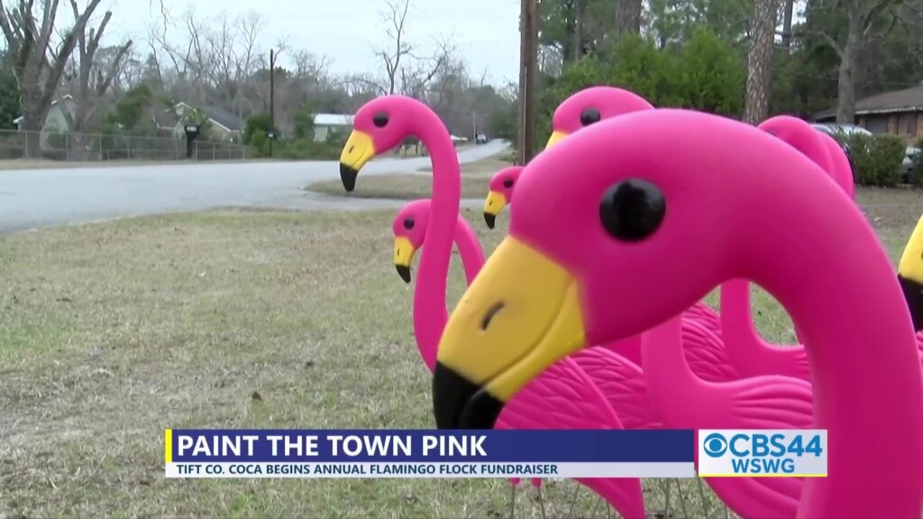 Brian Flamingos Flocking Tifton Council On Child Abuse