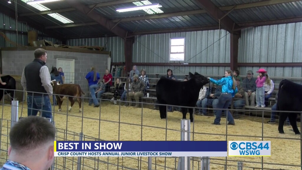 Brian Crisp Co Jr Livestock Show Pkg