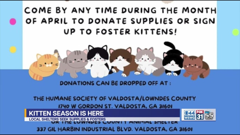 Friends Of Lowndes Valdosta Humane Society Kitten Shower