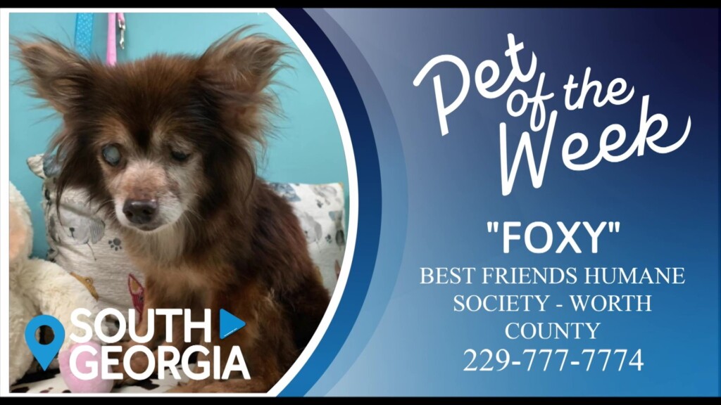 Potw Foxy