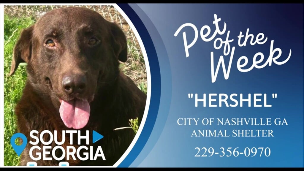 Potw Hershel