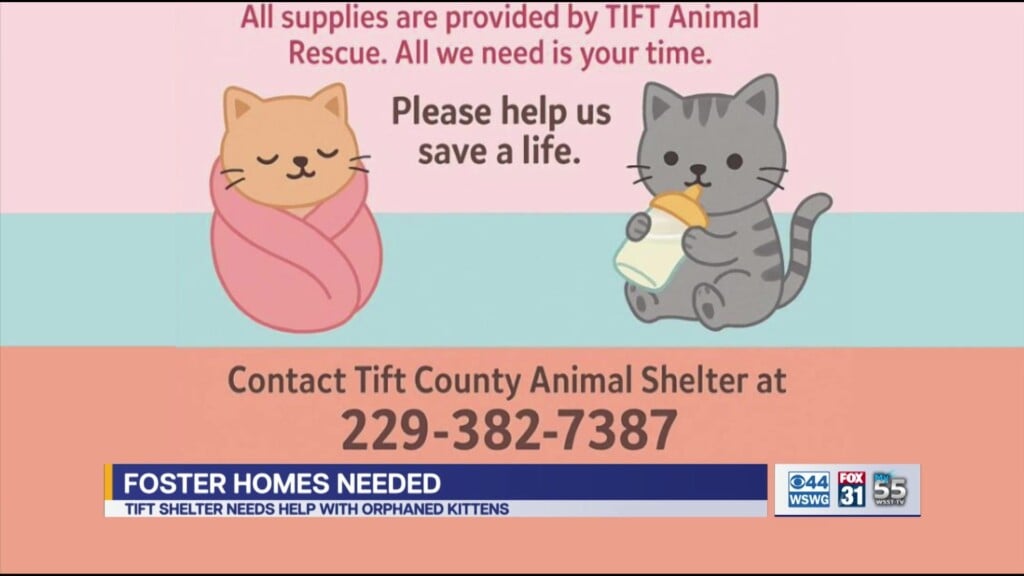 Tift Animal Rescue Orphaned Kittens