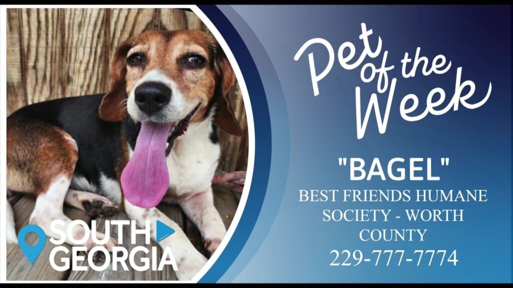 Potw Bagel