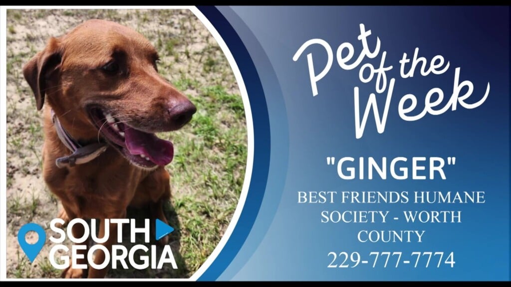 Potw Ginger