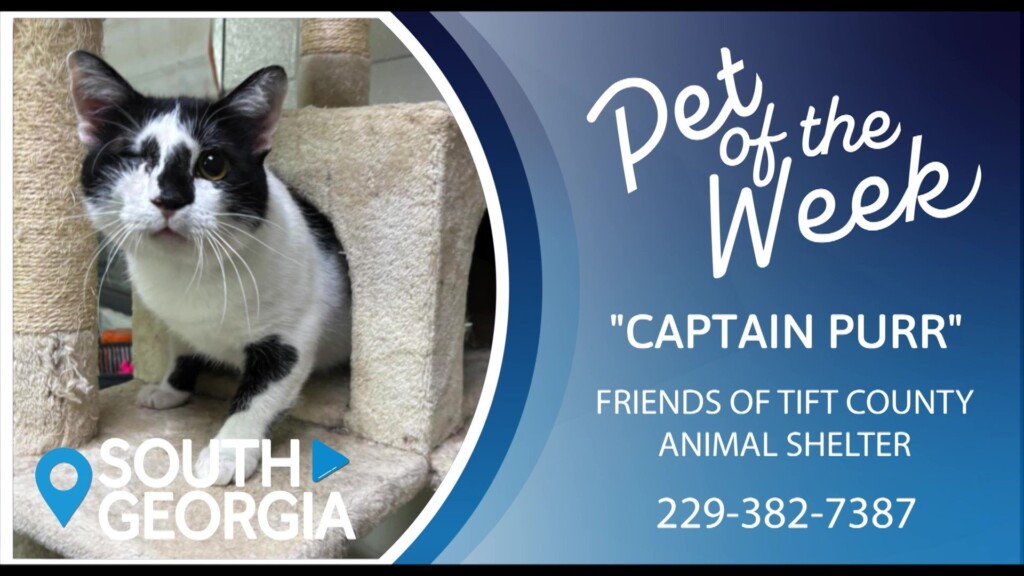 Potw Captain Purr